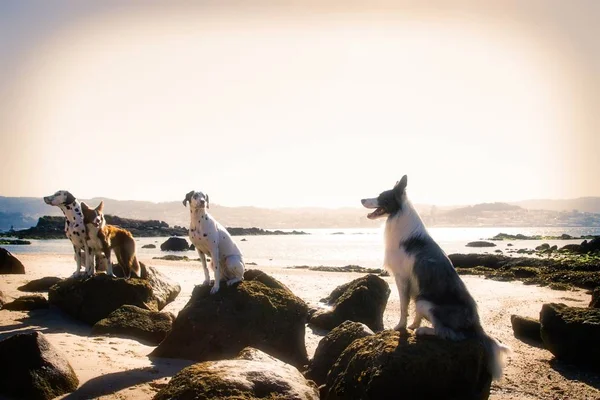 海滩上的边境科利犬和达尔马提亚人 — 图库照片