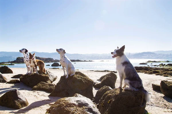 Fronteira Collie Cães Dalmatians Praia — Fotografia de Stock