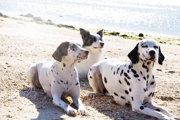 Határ Collie Dalmata Kutyák Strandon — Stock Fotó