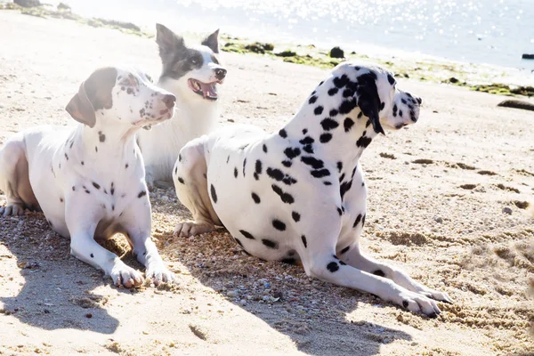 Fronteira Collie Dalmata Cães Praia — Fotografia de Stock