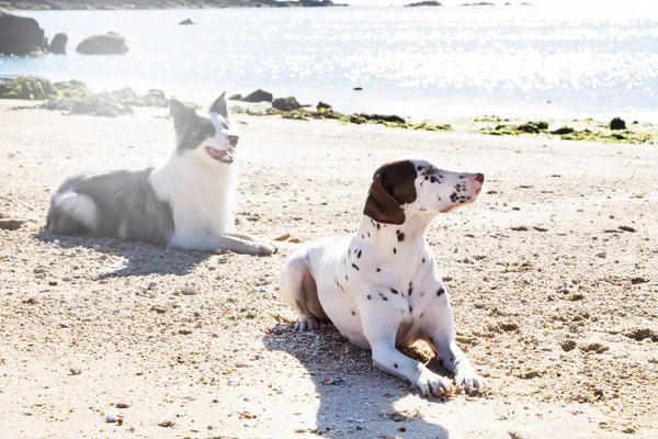 Fronteira Collie Dalmata Cães Praia — Fotografia de Stock