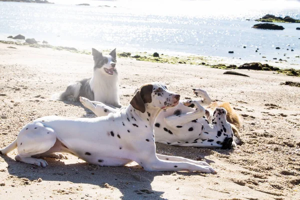 Fronteira Collie Dalmata Cães Praia — Fotografia de Stock