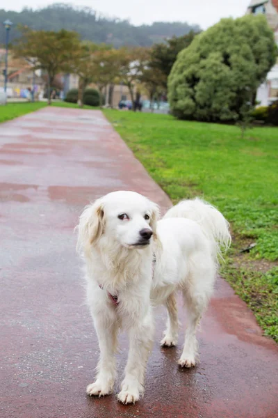 Hund Auf Landstraße — Stockfoto