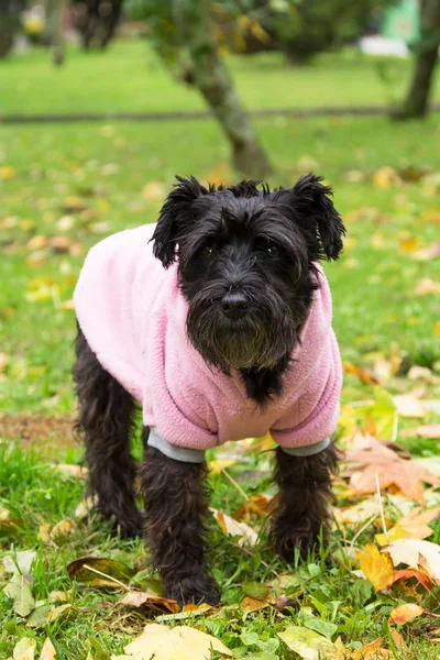 Schattig Hondje Met Een Roze Vacht Een Groene Achtergrond Met — Stockfoto