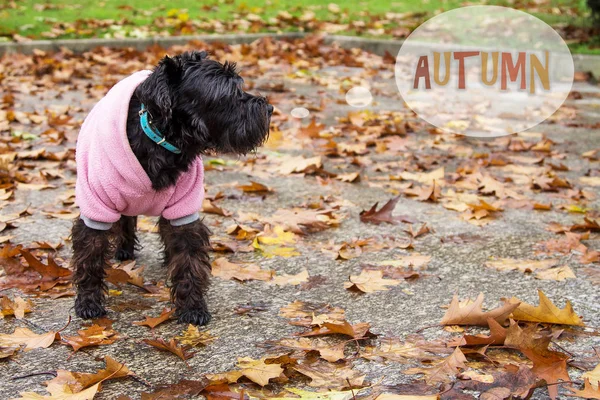 Hond Met Jas Bladeren Herfst — Stockfoto