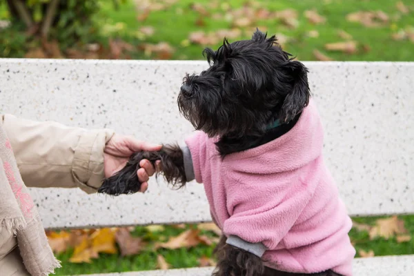 Schnauzer Chien Donne Patte Son Propriétaire Gros Plan Avec Main — Photo