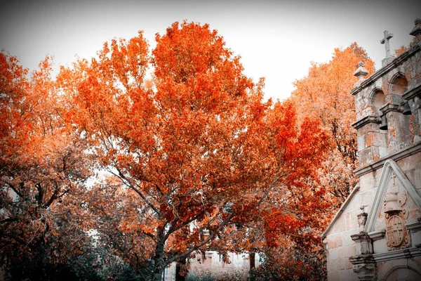 church with trees, autumnal landscape