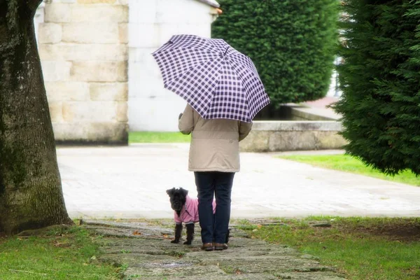 Hund Und Herrchen Gehen Mit Regenschirm Regen Spazieren — Stockfoto