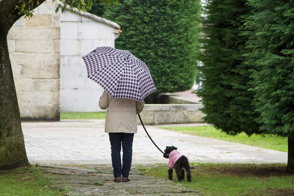 Hund Und Herrchen Gehen Mit Regenschirm Regen Spazieren — Stockfoto