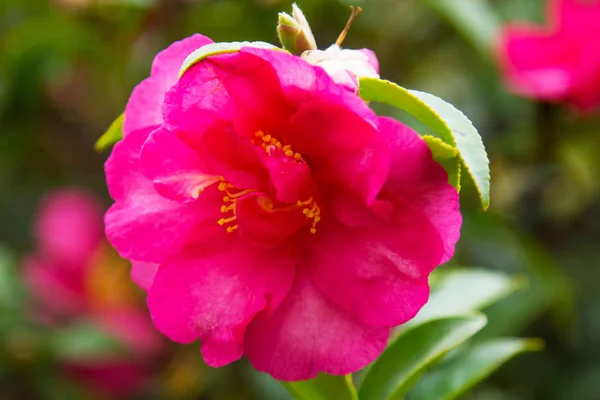 Pembe Camellia Güzel Çiçekler — Stok fotoğraf