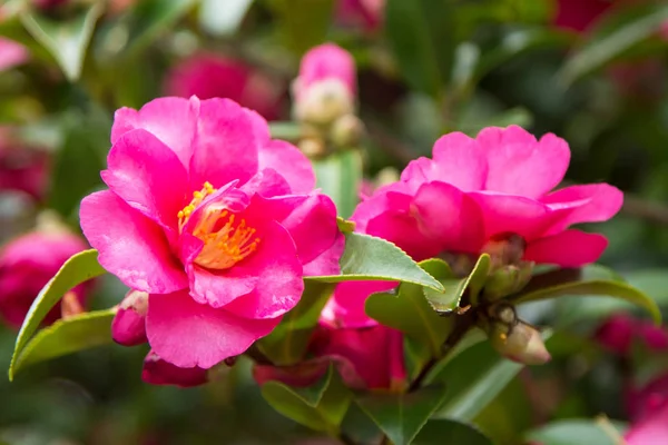 Pink Camellia Beautiful Flowers — Stock Photo, Image