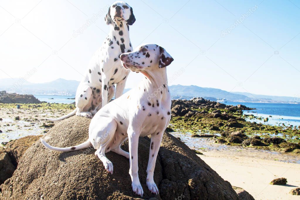 couple of Dalmatian breed dogs on the beach