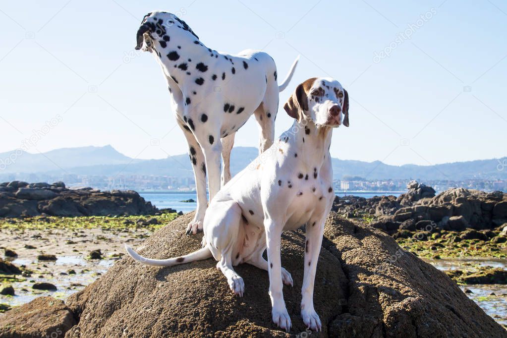 couple of Dalmatian dogs on the beach rocks