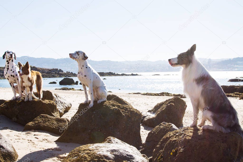 border collie dogs and dalmatians on the beach