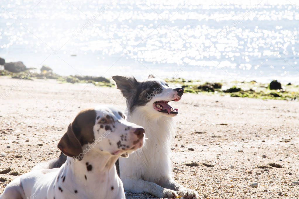 border collie and dalmata dogs on the beach