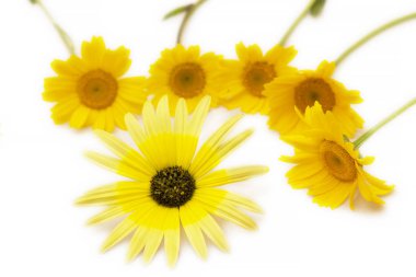 beyaz izole papatyalar