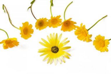 beyaz izole sarı papatyalar