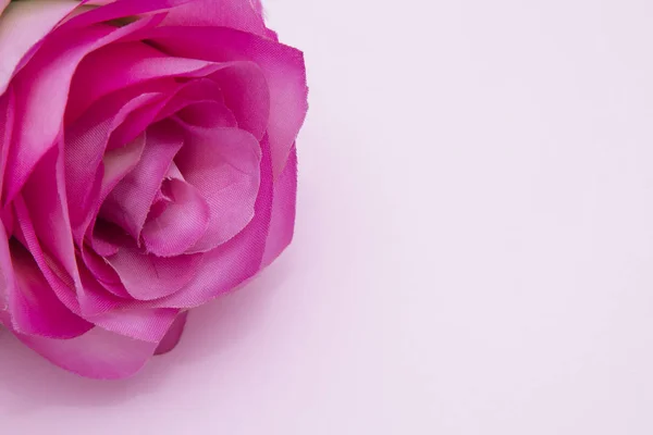 彩色背景上的粉红色玫瑰花 — 图库照片