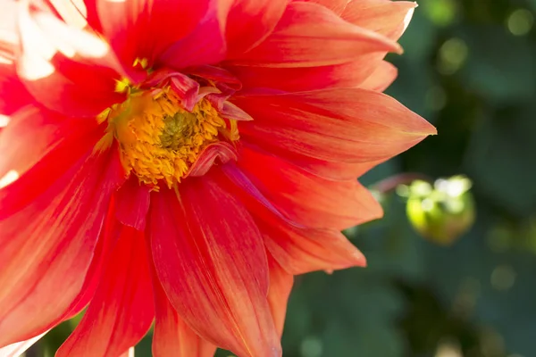 フィールド内の色付き菊 — ストック写真