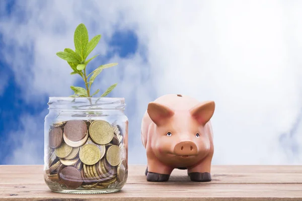Słoik Monet Małej Rośliny Świni Moneybox Koncepcja Oszczędności — Zdjęcie stockowe
