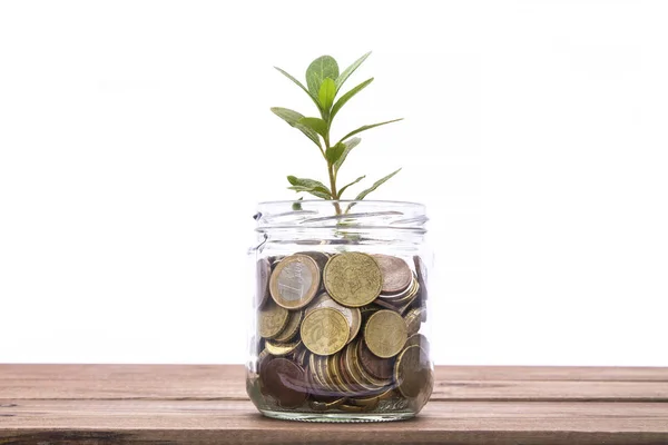 Έννοια Χρήματα Αυξάνεται Και Μικρό Δέντρο Στο Βάζο — Φωτογραφία Αρχείου