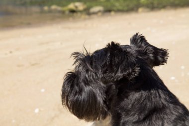  Kumsalda siyah schnauzer köpeği