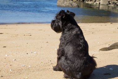  Kumsalda siyah schnauzer köpeği