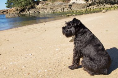  siyah köpek sahilde