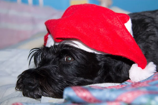 Cão Preto Com Chapéu Santa Claus — Fotografia de Stock