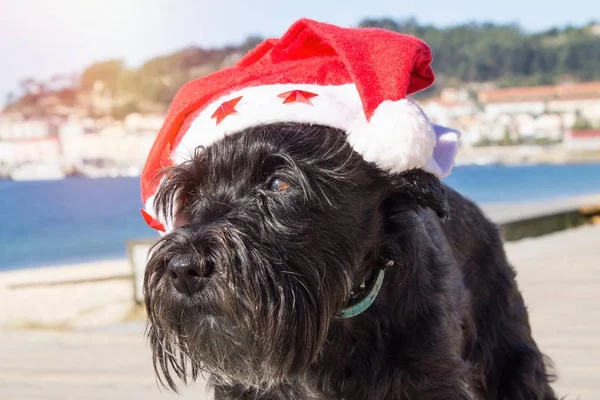 Nero Schnauzer Cane Con Cappello Babbo Natale Sulla Spiaggia — Foto Stock
