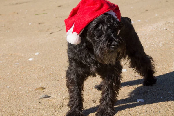 Perro Schnauzer Negro Con Sombrero Santa Claus Playa — Foto de Stock