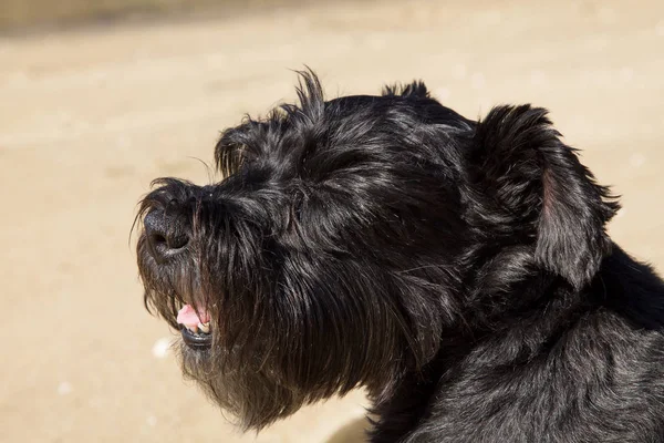 Svart Hund Stranden — Stockfoto