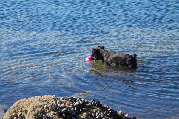 Собака Пляже Играет Мячом — стоковое фото