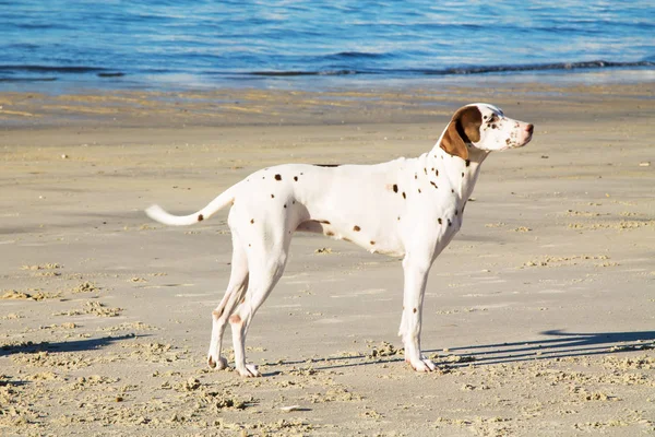 Cão Praia — Fotografia de Stock