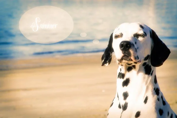 Hund Strand Denkt — Stockfoto