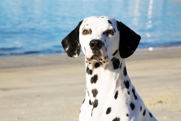 Cane Dalmata Sulla Spiaggia — Foto Stock