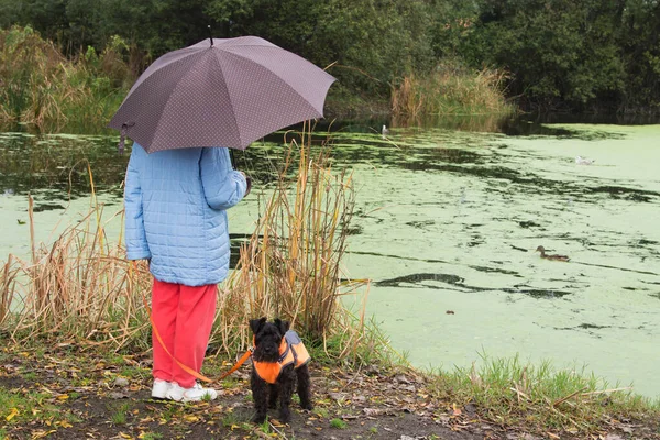 Pes Majitel Deštníkem Procházky Dešti — Stock fotografie
