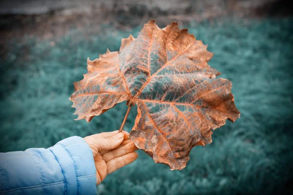 hand holding dry autumn leaf