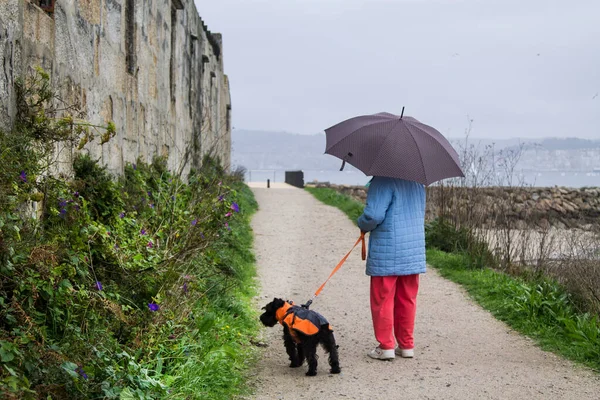 Frau Geht Mit Hund Regen Spazieren — Stockfoto