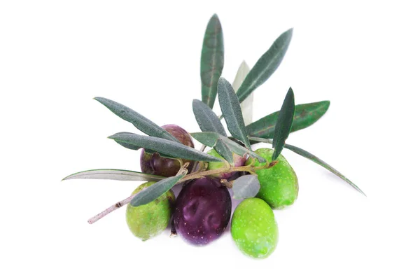 Olivy Listy Izolovanými Bílém — Stock fotografie