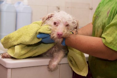 Köpeğin salonundaki havluyla köpeği kurutmak.
