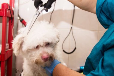 Köpeğin tüylerini keserek tımar ediyor.