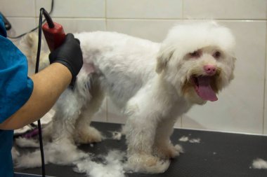 Köpekteki beyaz köpek jiletle saç kesiyor.