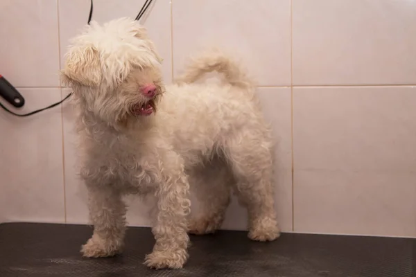 dog waiting to cut hair at the dog grooming