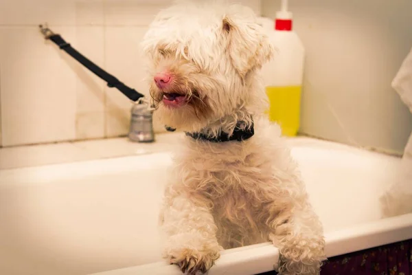 Cão Banheira Pronto Para Ser Banhado Salão Beleza Cão — Fotografia de Stock