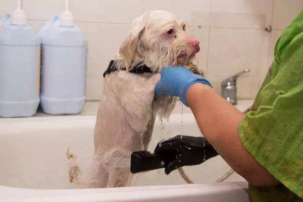 Baigner Chien Dans Toilettage Des Chiens — Photo