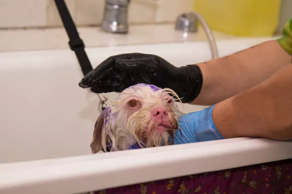 bathing the dog in dogs grooming