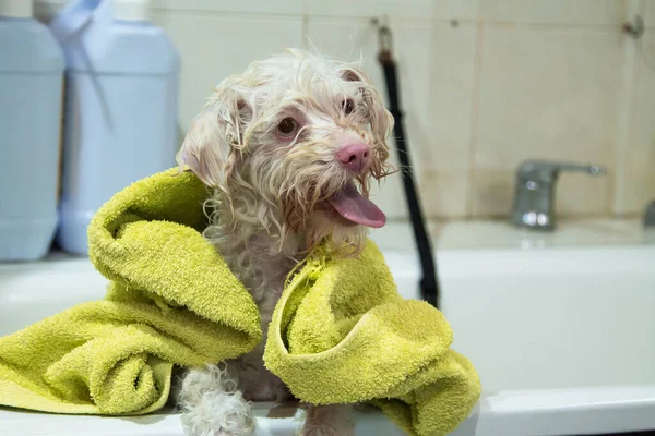 Hond Met Handdoek Bad Het Baden — Stockfoto