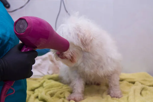 drying the dog's hair with a hair dryer in the dog grooming