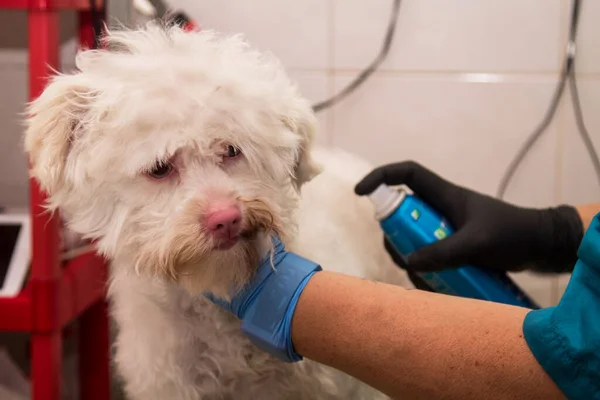 combing the dog in the dog grooming